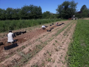 ferme du chemin d acey amap aneth besancon