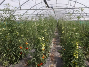 ferme du chemin d acey amap besancon
