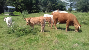 karell marchall amap aneth besançon