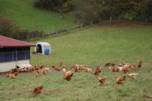 la Ferme des Intondables amap aneth besancon
