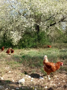 laure-gonnier-amap-aneth-besancon