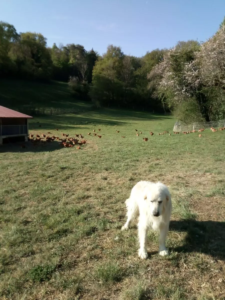 Laure Gonnier amap aneth besancon1