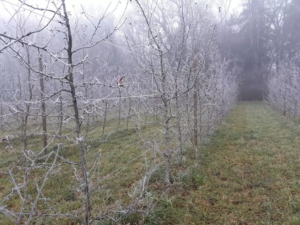 Pierre Chupin amap aneth besancon