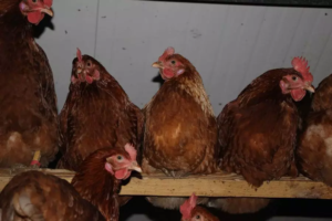 Poules Laure Gonnier amap aneth besancon