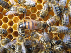 reine abeille amap besancon