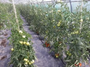 tomate ferme du chemin d acey amap besancon