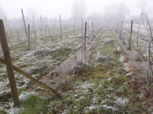 verger pierre chupin amap besançon